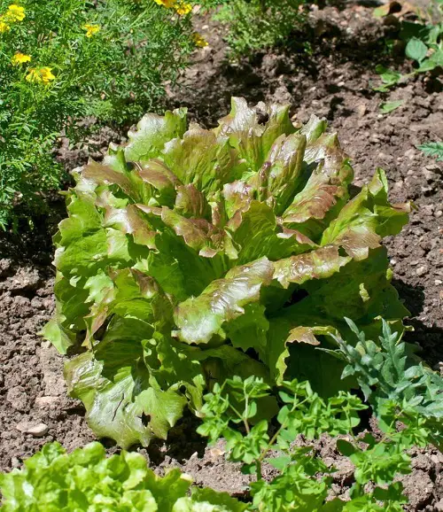 Southern California's Finest Vegetables 2