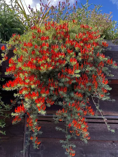 Unique Perennials You Can Grow This Summer hanging ideas