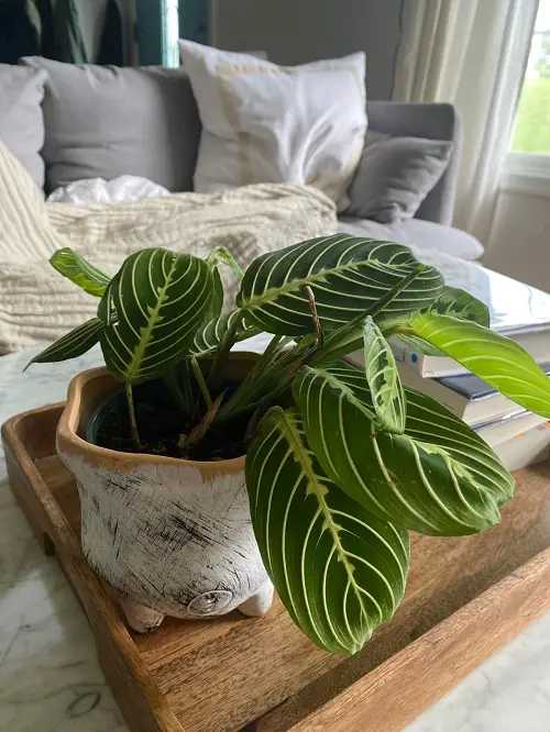 Plants for Shallow Pots 11