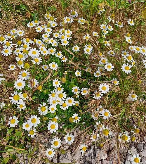 Yellow Flowers herbs
