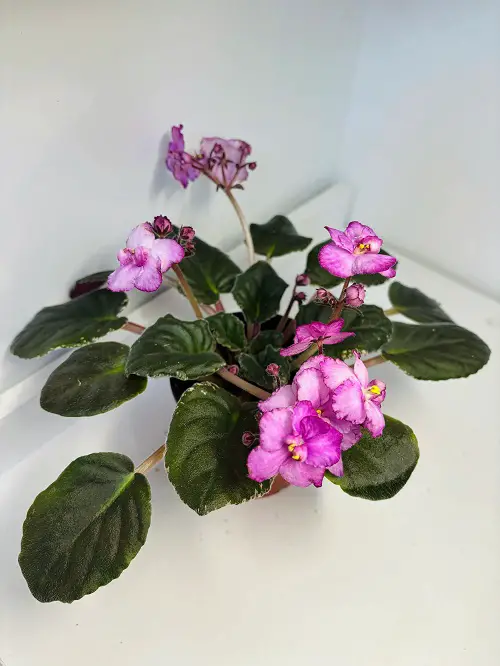 Dual-colored flowers on African violet varieties 2