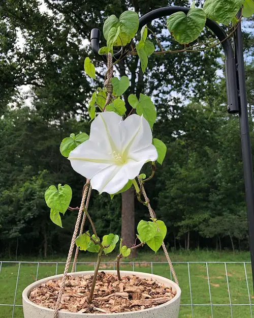 Future-Predicting Plants