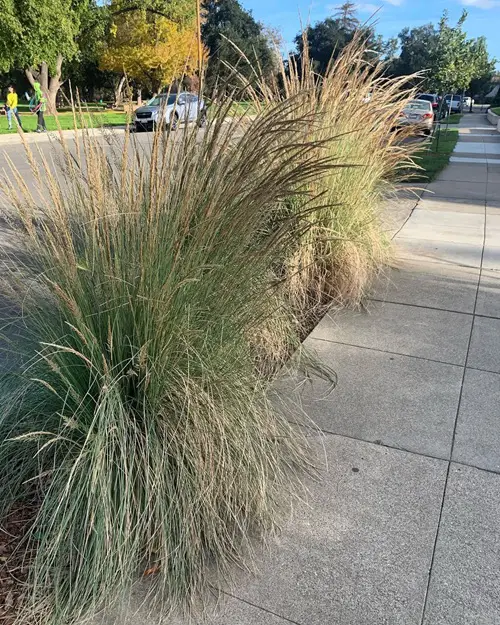 California Native Shade Plants