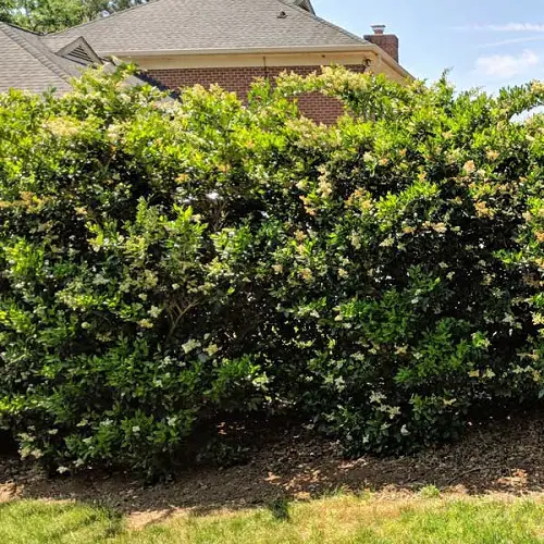 Texas Shrubs Grown for Privacy