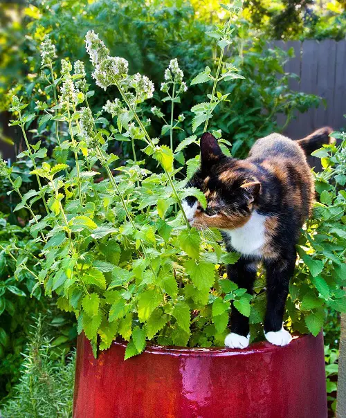 Best Wasp Repellent Plants in garden 
