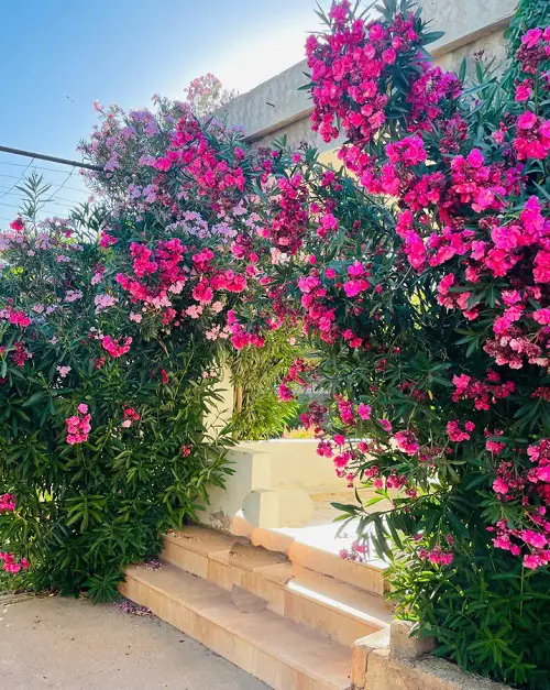 Texas Shrubs Grown for Seclusion
