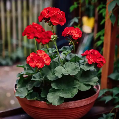 Best Wasp Repellent Plants in pot 4