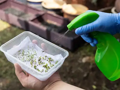 Ways To Pre-sprout Seeds For Faster Germination