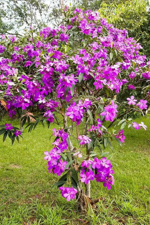 Brazilian Flowers 9