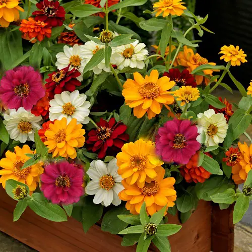 Tricks to Make Zinnias Bushier and Flowerful