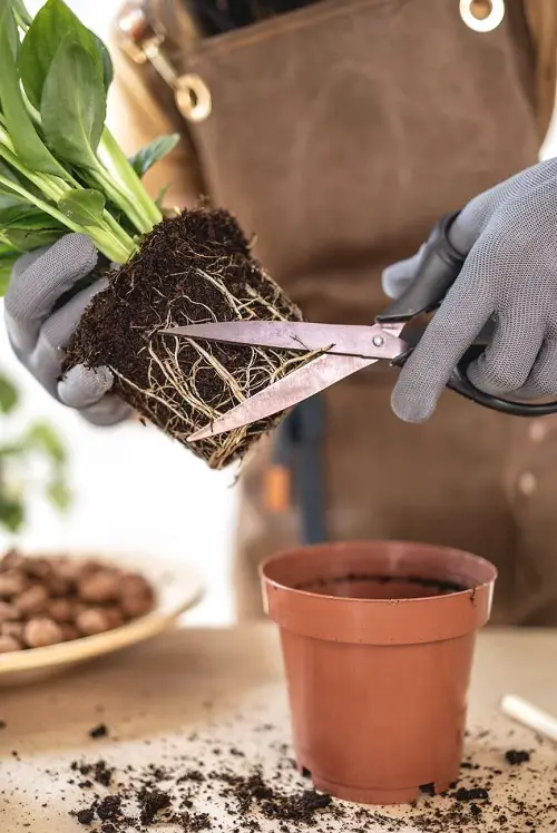 prunning peace lily plant 