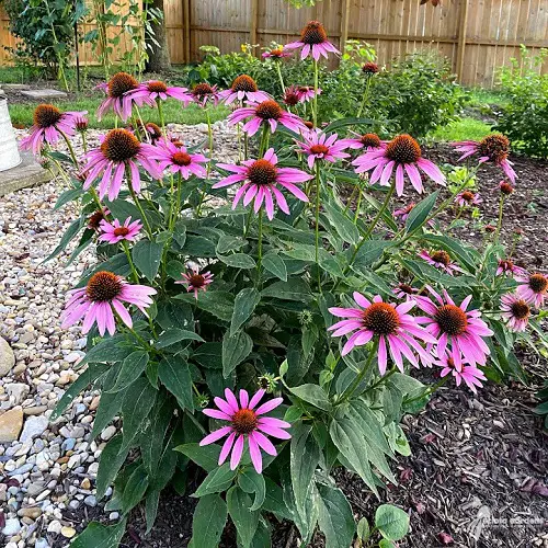 Best Mauve Flowers in garden