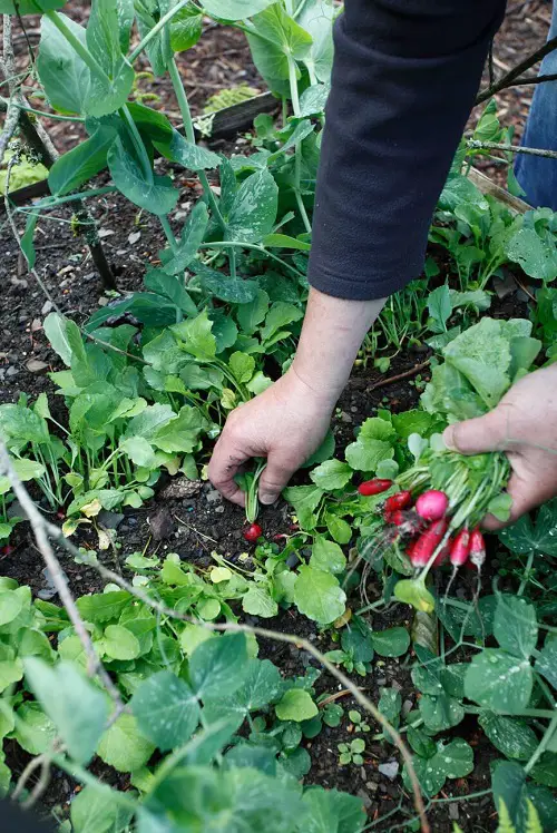 Southern California's Best Vegetables
