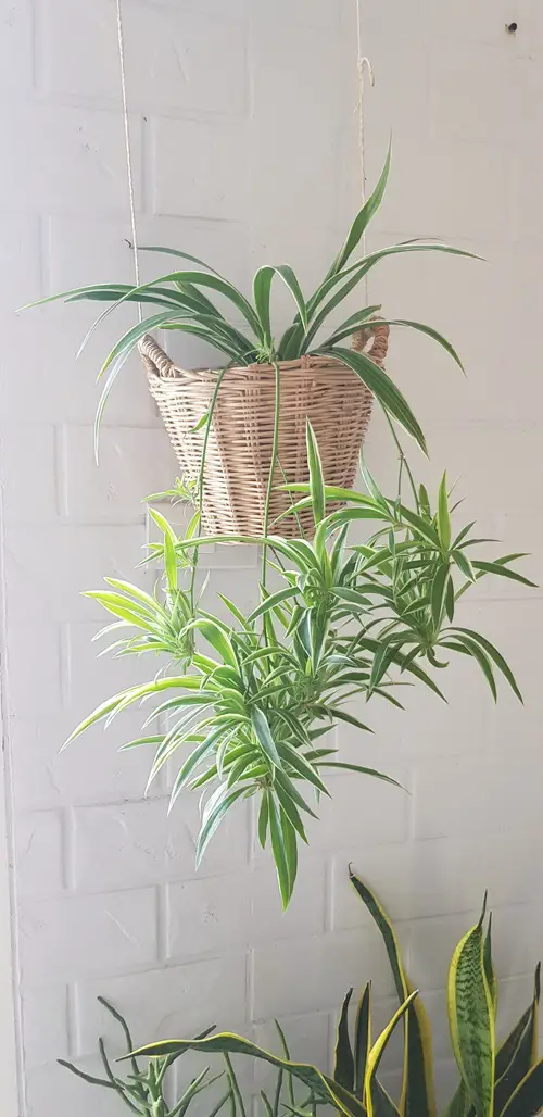 Recycle Old Basket planter