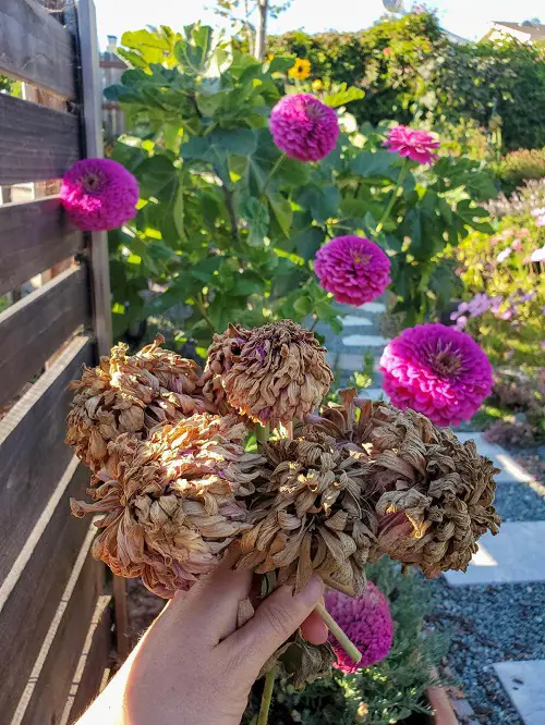 Zinnias Bushier and Flowerful 4