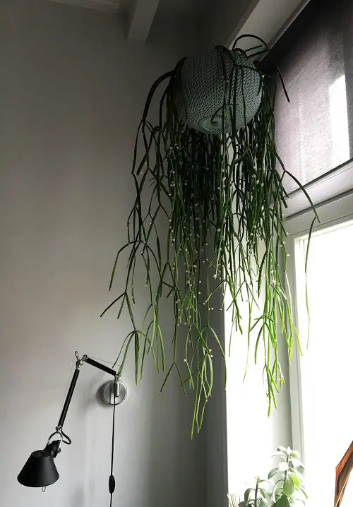 Indoor Plants to Suspended From the Ceiling 2