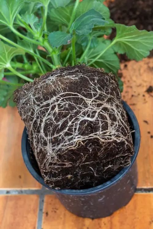 Geranium Leaves Turn Yellow 5