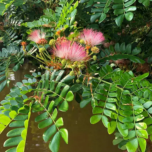 Trees that Look Like a Fern 34