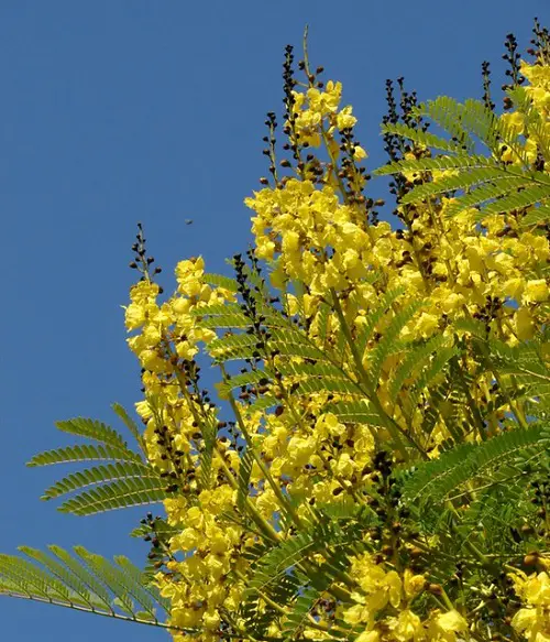 Trees that Look Like a Fern 9