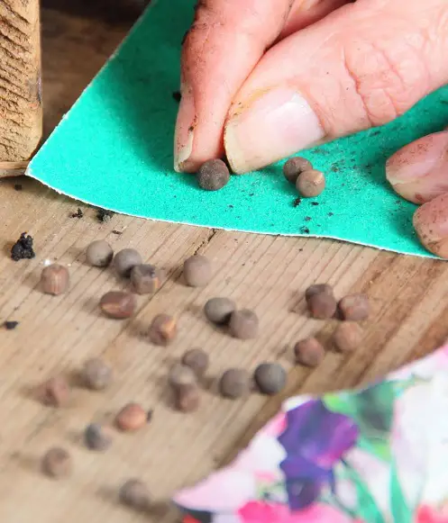 ways To Pre-sprout Seeds For Faster Germination 3
