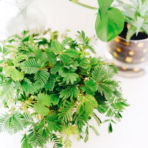 Plants That Predict The Future