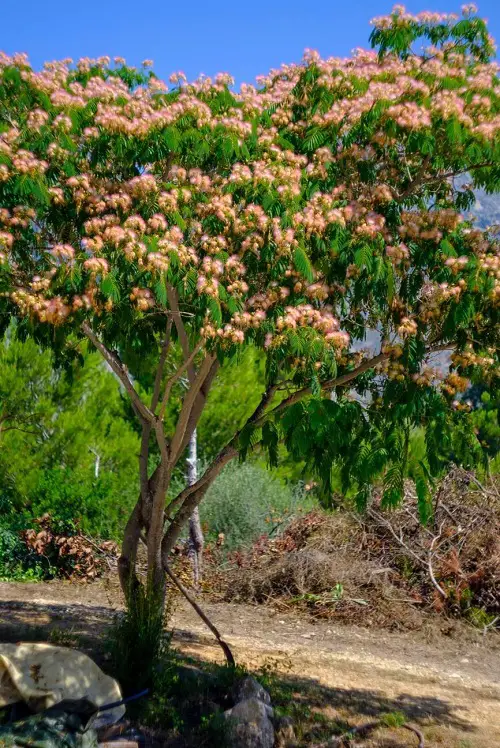 Trees that Look Like a Fern