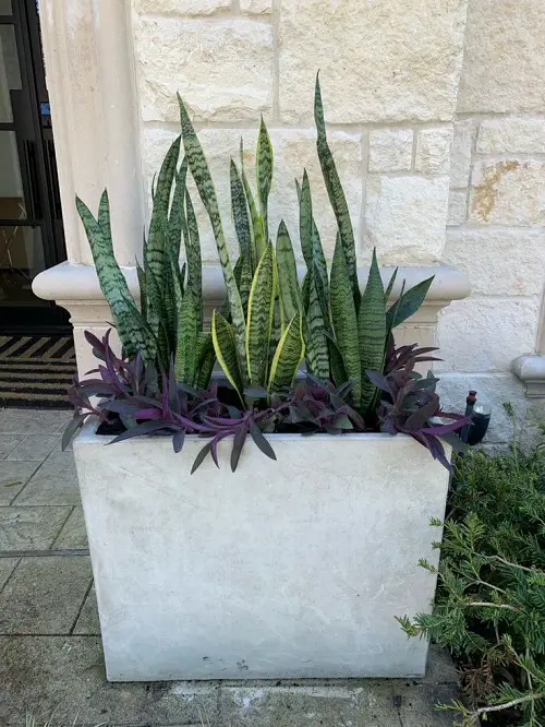 Beautiful Snake Plant Container Combination