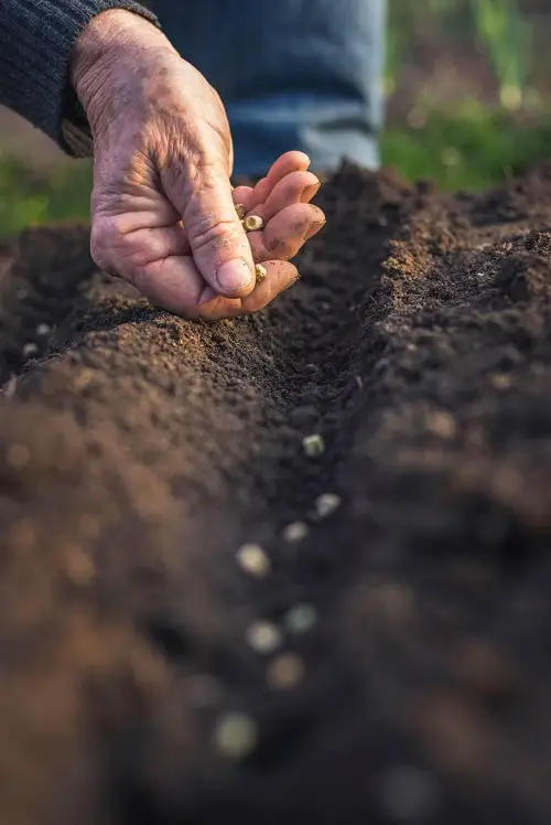 Dumbest Seed Starting Mistakes Anyone Can Make