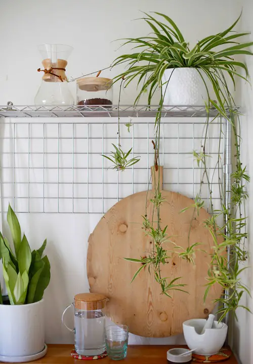best ideas to grow spider plants vertically 1