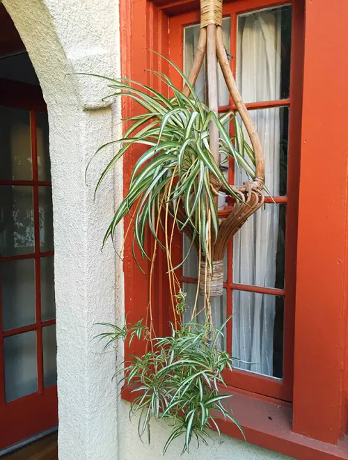 amazing ways to trellis snake plants 5