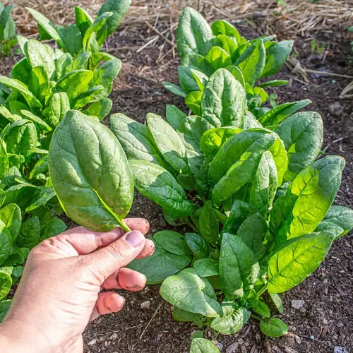 Southern California's Finest Vegetables 