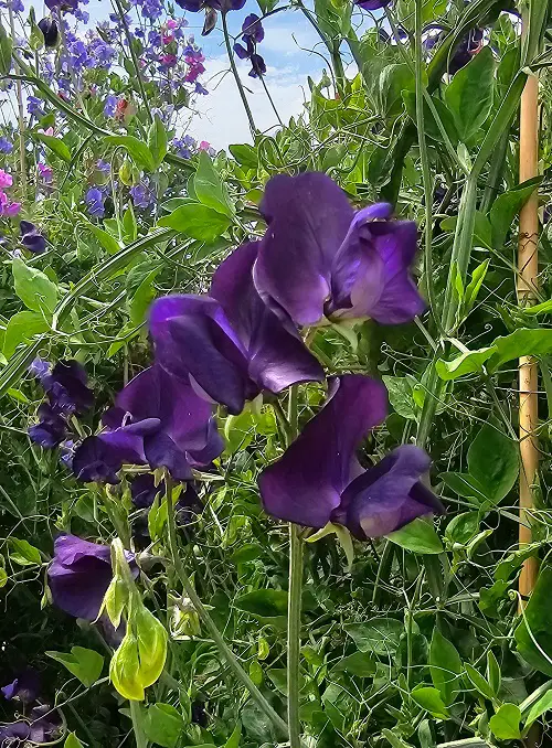beautiful Mauve Flowers