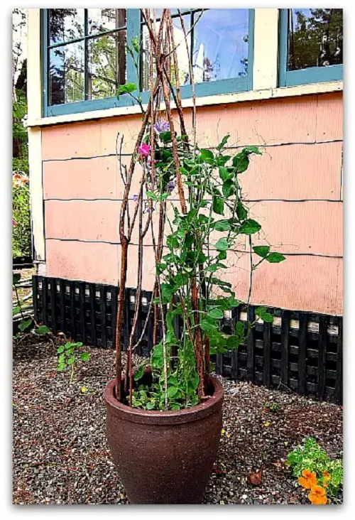 potted plants trellis 20