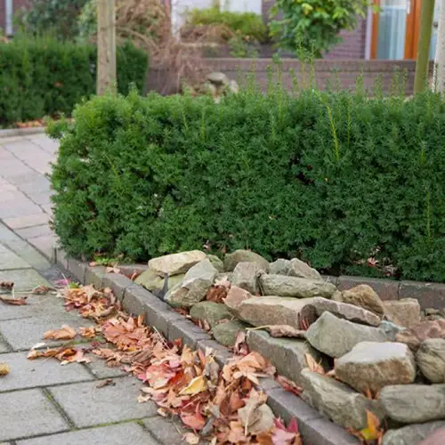unique Evergreen Shrubs For Privacy