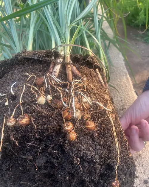 Amazing Fruits That Grow Underground