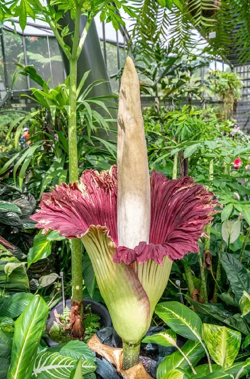 high maintenance plants 8
