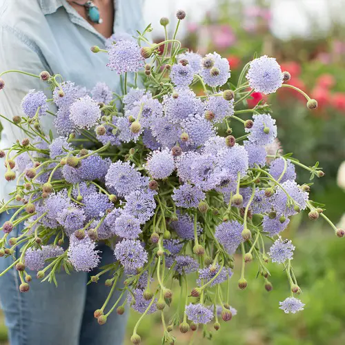 Flowers that begin with B