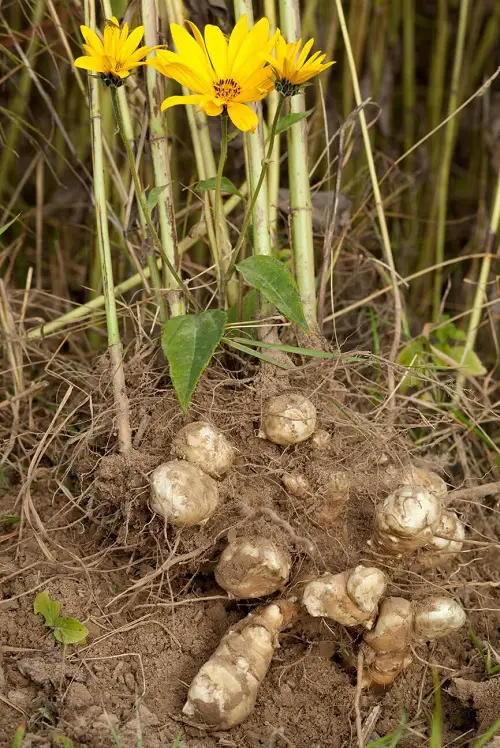  Underground growing fruits 