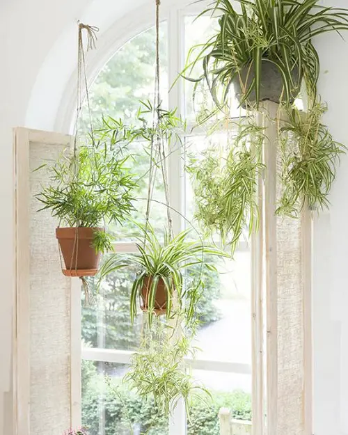 Grow Spider Plant Vertically 1