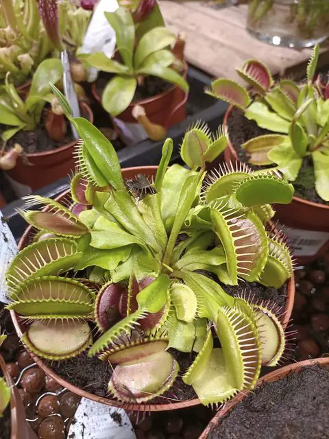 high maintenance plants 3