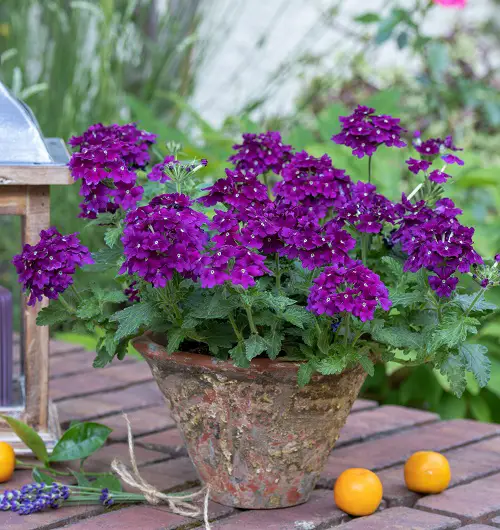 Best Mauve Flowers in pot