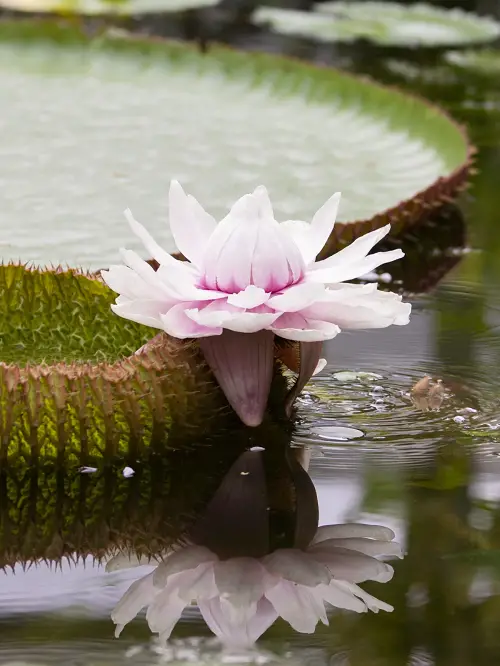 Brazilian Flowers 24