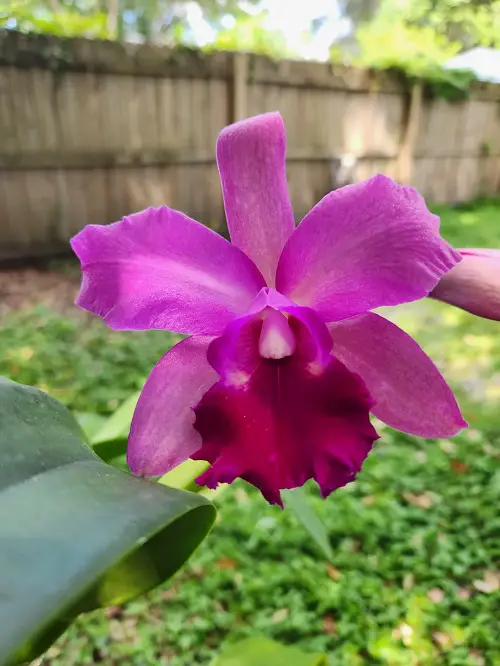 Brazilian Flowers in garden 3