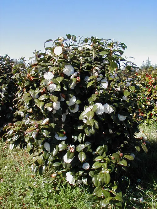 Evergreen Shrubs For Privacy in garden 