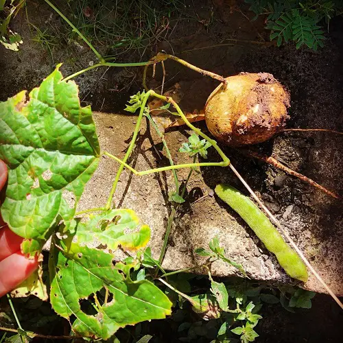 Fruits That Grow Underground 2