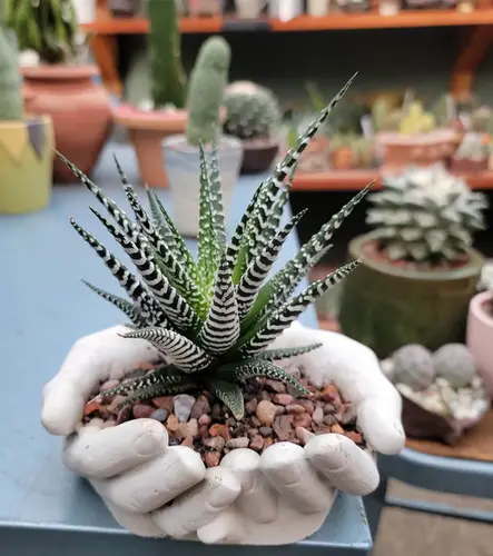 Plants for Shallow Pots 9