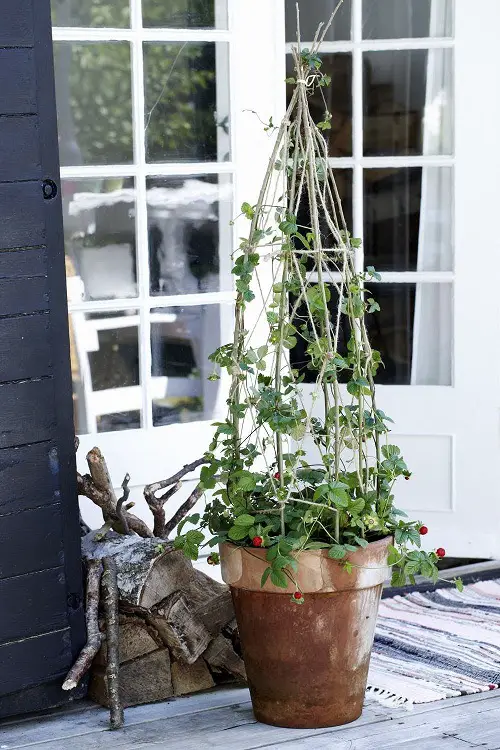 potted plants trellis 16