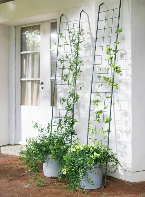 potted plants trellis 5