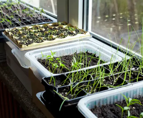 Dumbest Seed Starting Mistakes Anyone Can Make 2
