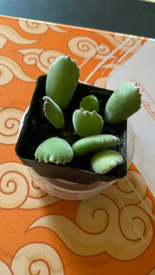 succulents leaf propagation 5